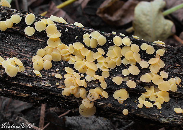 čiašočka Hymenoscyphus sp.