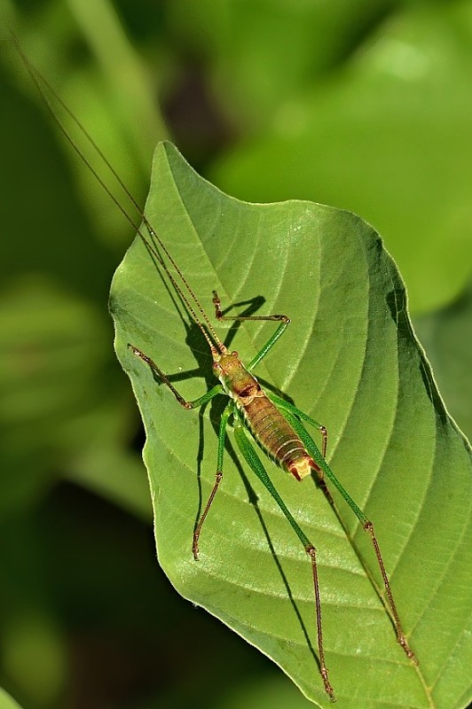 kobylka bielopása Leptophyes albovittata