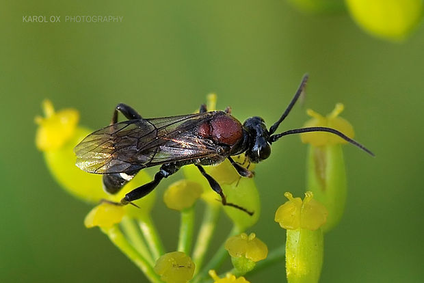 lumok Neotypus melanocephalus