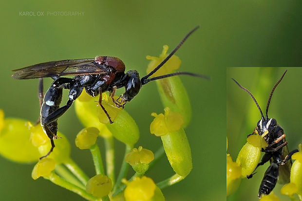 lumok Neotypus melanocephalus