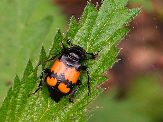 hrobárik malý Nicrophorus vespilloides Herbst, 1784