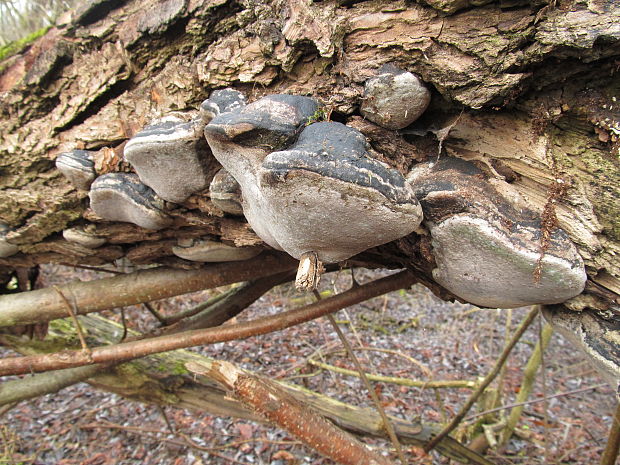 ohňovec obyčajný Phellinus igniarius (L.) Quél.