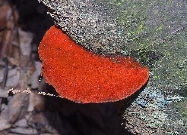 červenica rumelková Pycnoporus cinnabarinus (Jacq.) P. Karst.