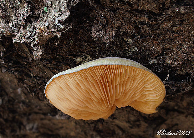 pňovka neskorá Sarcomyxa serotina (Pers.) P. Karst.