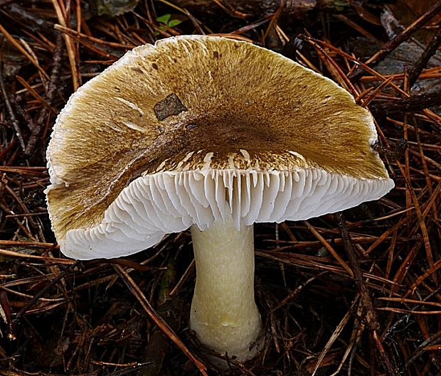 čírovka ihličinová Tricholoma arvernense Bon