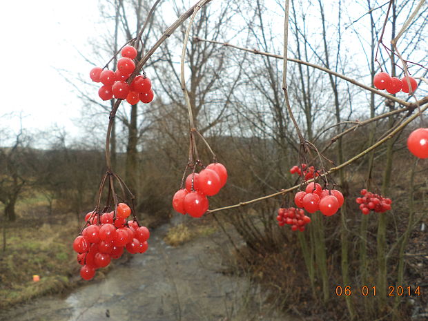 kalina obyčajná Viburnum opulus L.