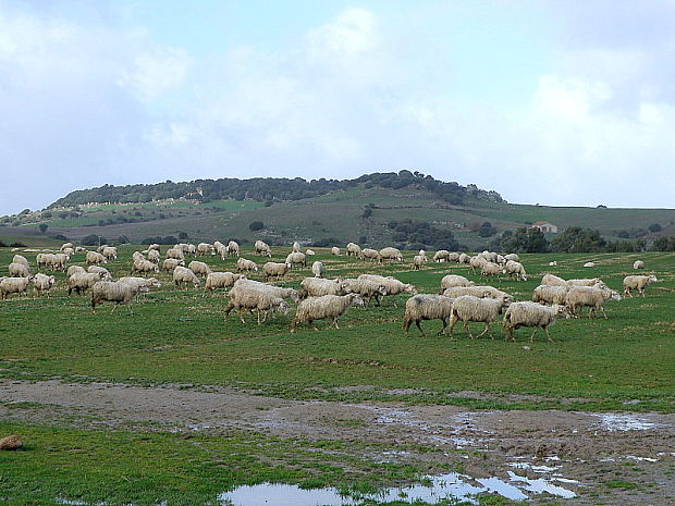 Sardínske ovce
