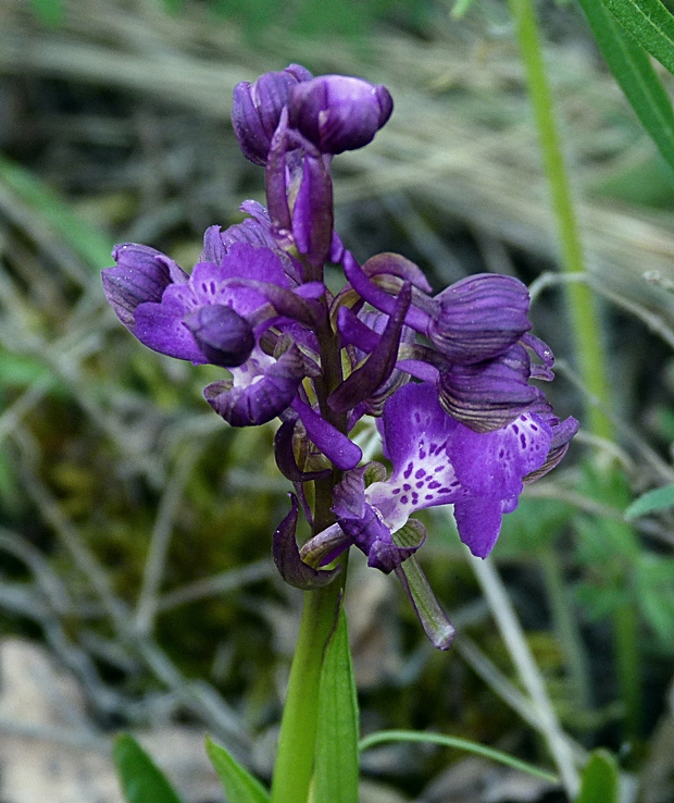 červenohlav obyčajný Anacamptis morio (L.) R. M. Bateman, A. M. Pringeon & M. W. Chase