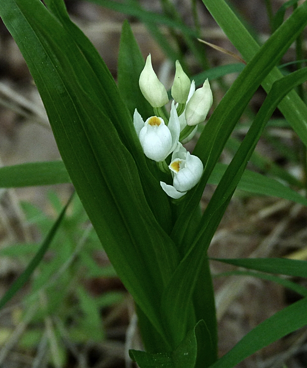 prilbovka dlholistá Cephalanthera longifolia (L.) Fritsch