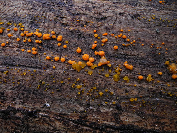 slzovec Dacrymyces sp.