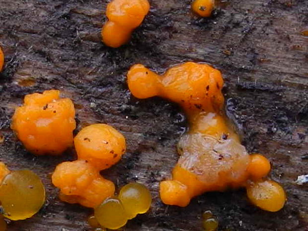 slzovec Dacrymyces sp.