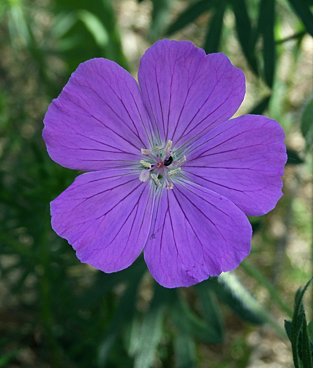 pakost krvavý Geranium sanguineum L.