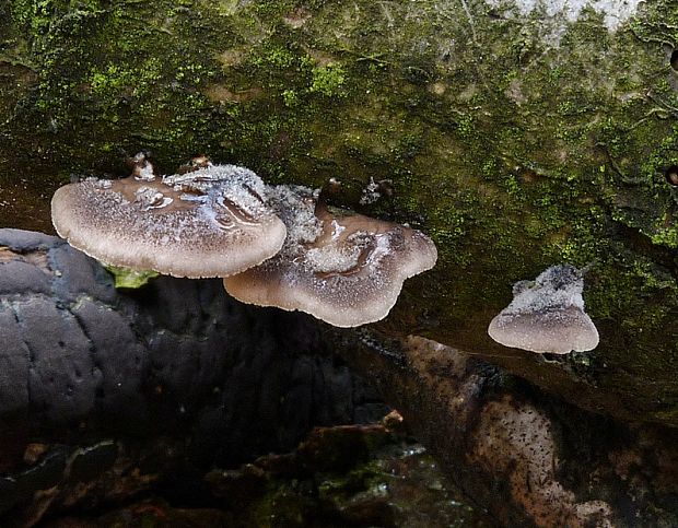 lastúrka modrastosivá Hohenbuehelia atrocaerulea (Fr.) Singer