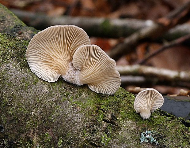 lastúrka modrastosivá Hohenbuehelia atrocaerulea (Fr.) Singer