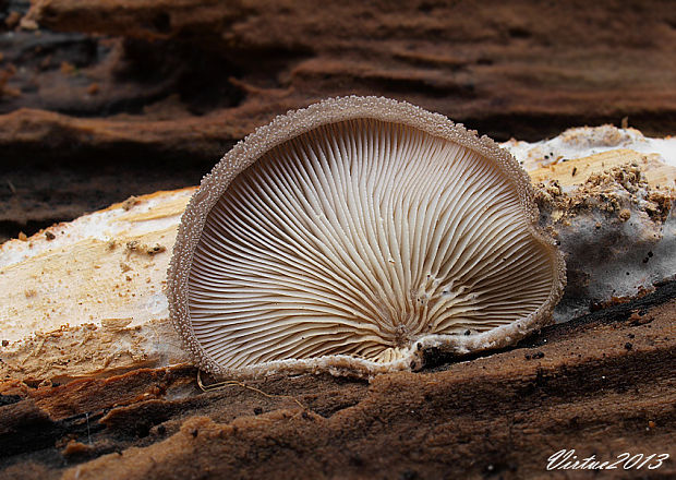 lastúrka plstnatá Hohenbuehelia mastrucata (Fr.) Singer