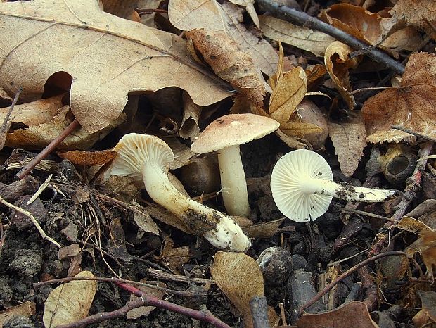 lúčnica ? Hygrocybe sp.