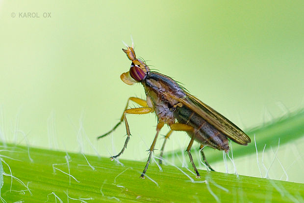 rohačka Limnia unguicornis (Scopoli, 1763)