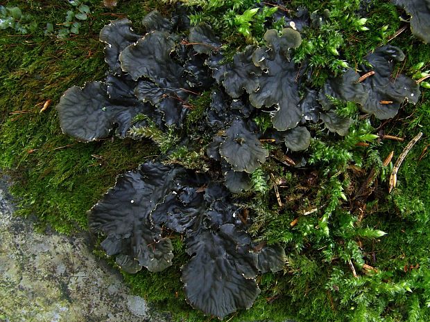 štítnatec Peltigera sp.