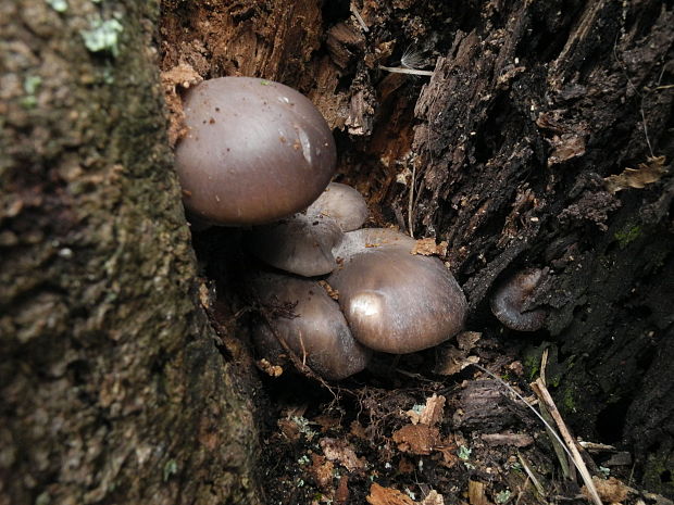 hliva ustricovitá Pleurotus ostreatus (Jacq.) P. Kumm.