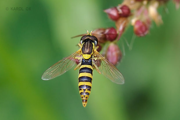 pestrica Sphaerophoria scripta