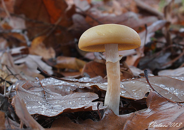 poľnička včasná Agrocybe praecox (Pers.) Fayod