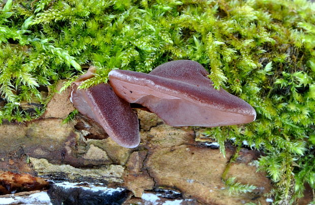 uchovec bazový Auricularia auricula-judae (Bull.) Quél.