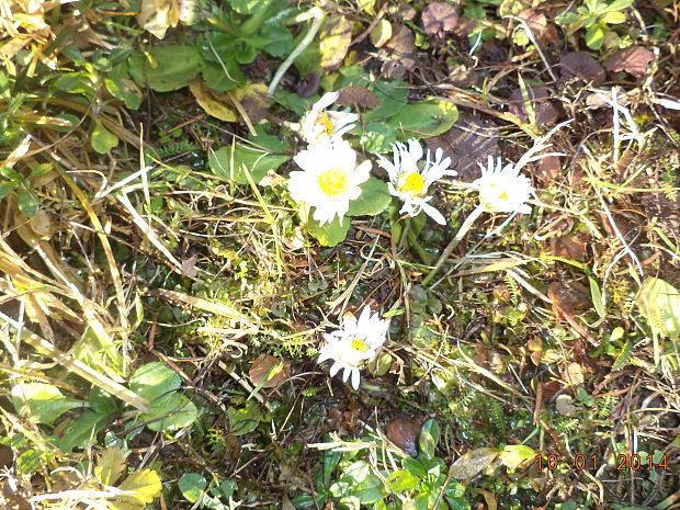 sedmokráska obyčajná Bellis perennis L.