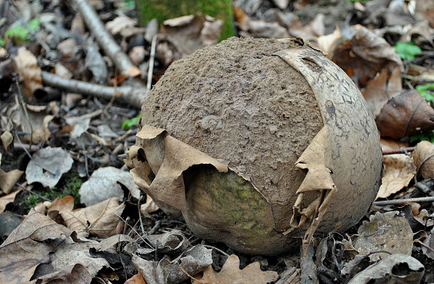 vatovec obrovský Calvatia gigantea (Batsch) Lloyd