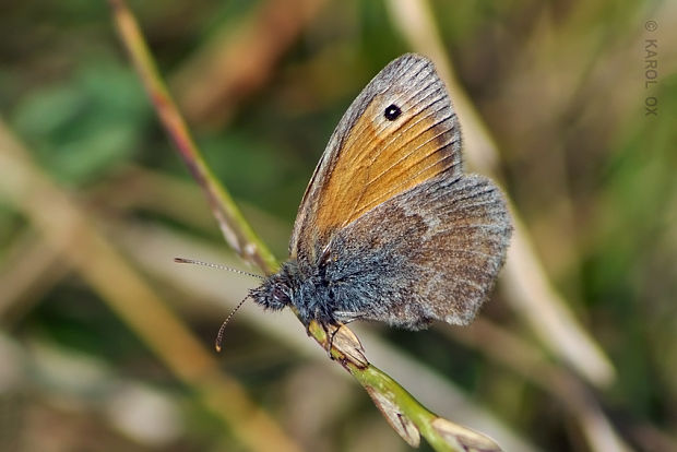 očkáň pohánkový Coenonympha pamphilus