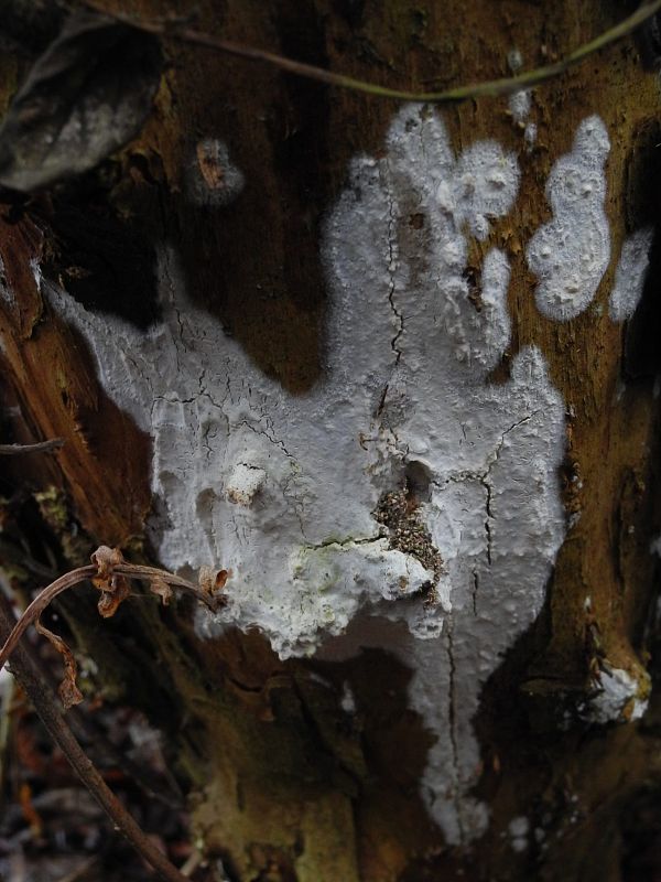 zubánka bazová Hyphodontia sambuci (Pers.) J. Erikss.