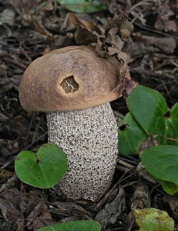 kozák topoľový Leccinum duriusculum (Schulzer ex Kalchbr.) Singer