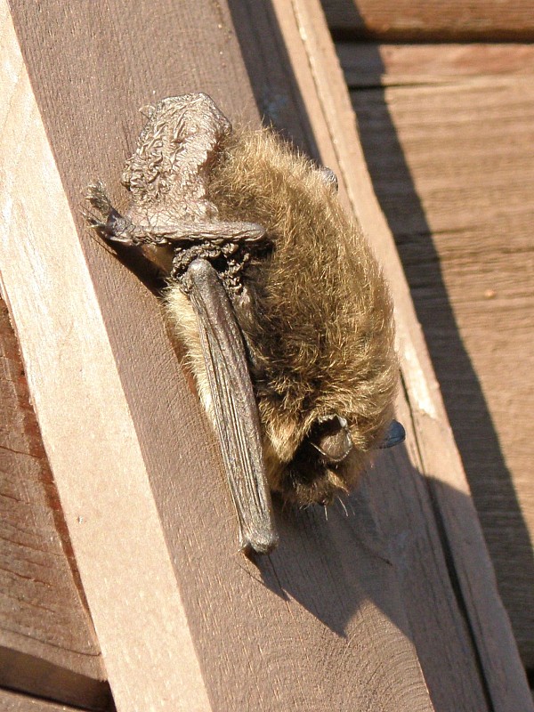 netopier fúzatý / netopýr vousatý Myotis mystacinus Kuhl, 1817