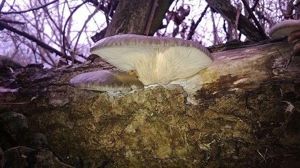 hliva ustricovitá Pleurotus ostreatus (Jacq.) P. Kumm.