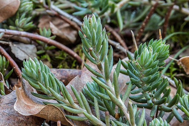 rozchodník skalný Sedum rupestre L.