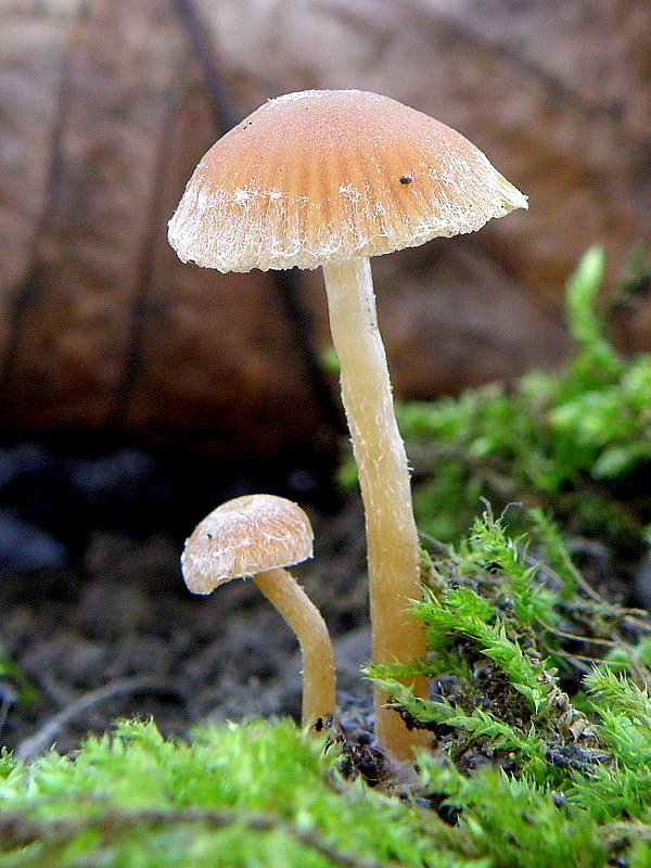 smeťovka Tubaria sp.