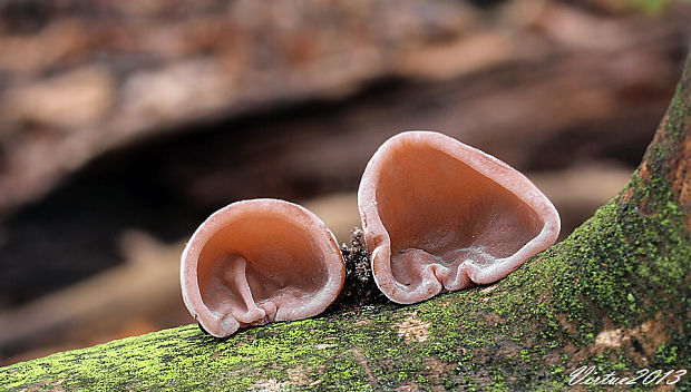 uchovec bazový Auricularia auricula-judae (Bull.) Quél.