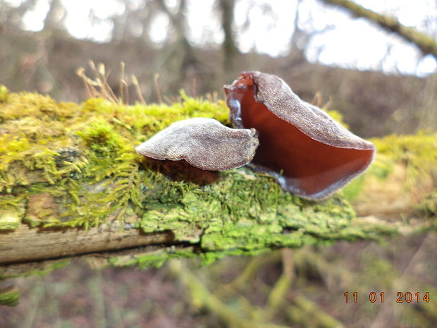 uchovec bazový Auricularia auricula-judae (Bull.) Quél.