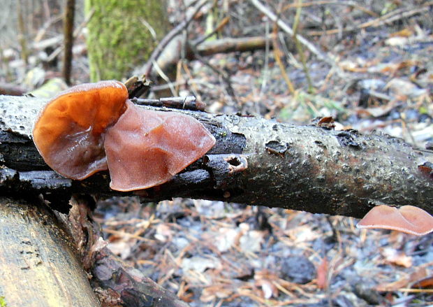 uchovec bazový Auricularia auricula-judae (Bull.) Quél.