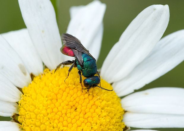 . Chrysididae