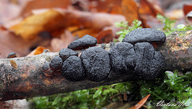 tmavorôsolovec mušľovitý Exidia truncata Fr.