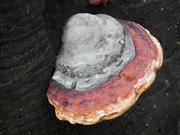 práchnovček pásikavý Fomitopsis pinicola (Sw.) P. Karst.