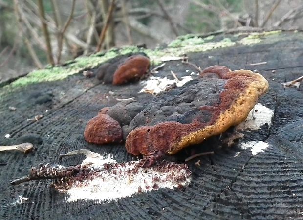 trámovka anízová Gloeophyllum odoratum (Wulfen) Imazeki