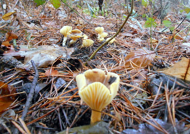 šťavnačka mrazová Hygrophorus hypothejus (Fr.) Fr.