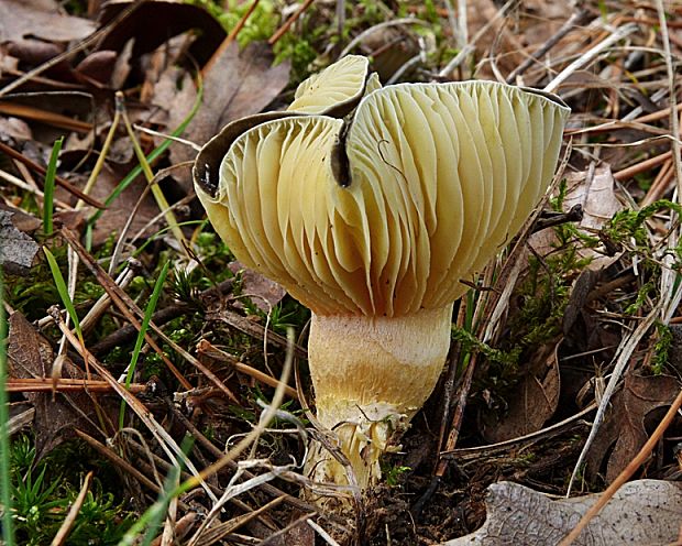 šťavnačka mrazová Hygrophorus hypothejus (Fr.) Fr.