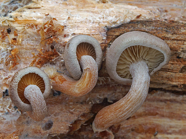 strmuľkovec drevný Ossicaulis lignatilis (Pers.) Redhead & Ginns