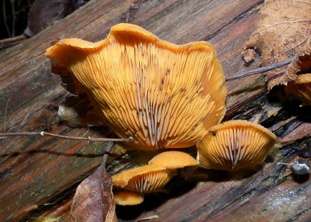 hlivník hniezdovitý Phyllotopsis nidulans (Pers.) Singer