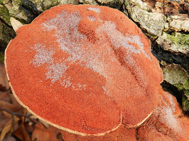 červenica rumelková Pycnoporus cinnabarinus (Jacq.) P. Karst.