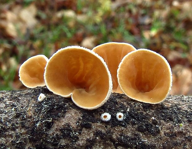 škľabka plstnatá Schizophyllum amplum (Lév.) Nakasone