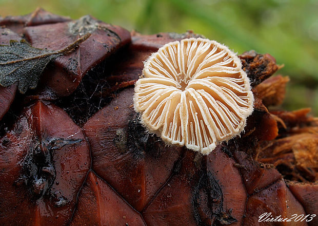 klanolupeňovka obyčajná Schizophyllum commune Fr.