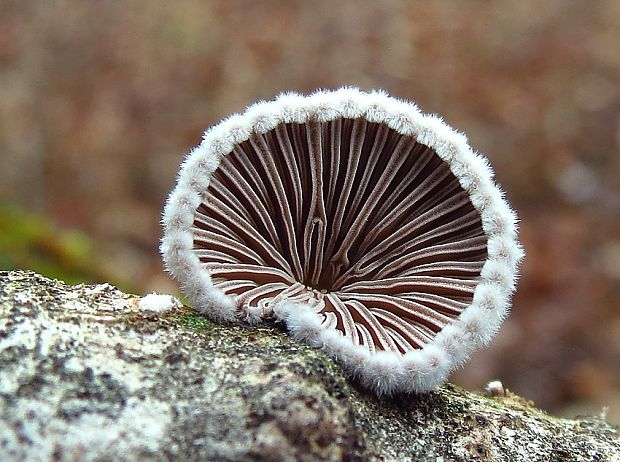 klanolupeňovka obyčajná Schizophyllum commune Fr.